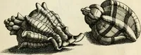 Picture 272 of 366 from Recreatio mentis, et oculi in observatione animalium testaceorum Italico sermone primum proposita ... nunc ... Latine oblata centum additis testaceorum iconibus .. (1684), leaf 495