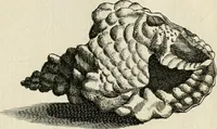 Picture 273 of 366 from Recreatio mentis, et oculi in observatione animalium testaceorum Italico sermone primum proposita ... nunc ... Latine oblata centum additis testaceorum iconibus .. (1684), leaf 497