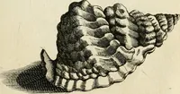 Picture 274 of 366 from Recreatio mentis, et oculi in observatione animalium testaceorum Italico sermone primum proposita ... nunc ... Latine oblata centum additis testaceorum iconibus .. (1684), leaf 497
