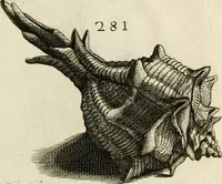 Picture 275 of 366 from Recreatio mentis, et oculi in observatione animalium testaceorum Italico sermone primum proposita ... nunc ... Latine oblata centum additis testaceorum iconibus .. (1684), leaf 499