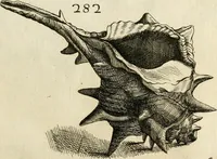 An illustration from Recreatio mentis, et oculi in observatione animalium testaceorum Italico sermone primum proposita ... nunc ... Latine oblata centum additis testaceorum iconibus .. (1684)