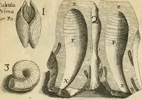 An illustration from Recreatio mentis, et oculi in observatione animalium testaceorum Italico sermone primum proposita ... nunc ... Latine oblata centum additis testaceorum iconibus .. (1684)