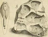 Picture 8 of 366 from Recreatio mentis, et oculi in observatione animalium testaceorum Italico sermone primum proposita ... nunc ... Latine oblata centum additis testaceorum iconibus .. (1684), leaf 50