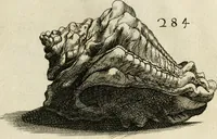 Picture 277 of 366 from Recreatio mentis, et oculi in observatione animalium testaceorum Italico sermone primum proposita ... nunc ... Latine oblata centum additis testaceorum iconibus .. (1684), leaf 501