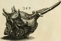 Picture 278 of 366 from Recreatio mentis, et oculi in observatione animalium testaceorum Italico sermone primum proposita ... nunc ... Latine oblata centum additis testaceorum iconibus .. (1684), leaf 501