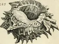 An illustration from Recreatio mentis, et oculi in observatione animalium testaceorum Italico sermone primum proposita ... nunc ... Latine oblata centum additis testaceorum iconibus .. (1684)