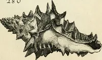 An illustration from Recreatio mentis, et oculi in observatione animalium testaceorum Italico sermone primum proposita ... nunc ... Latine oblata centum additis testaceorum iconibus .. (1684)