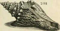 Picture 282 of 366 from Recreatio mentis, et oculi in observatione animalium testaceorum Italico sermone primum proposita ... nunc ... Latine oblata centum additis testaceorum iconibus .. (1684), leaf 505