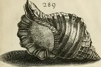 Picture 283 of 366 from Recreatio mentis, et oculi in observatione animalium testaceorum Italico sermone primum proposita ... nunc ... Latine oblata centum additis testaceorum iconibus .. (1684), leaf 507