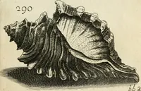 An illustration from Recreatio mentis, et oculi in observatione animalium testaceorum Italico sermone primum proposita ... nunc ... Latine oblata centum additis testaceorum iconibus .. (1684)