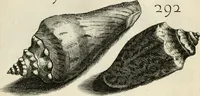 Picture 285 of 366 from Recreatio mentis, et oculi in observatione animalium testaceorum Italico sermone primum proposita ... nunc ... Latine oblata centum additis testaceorum iconibus .. (1684), leaf 509