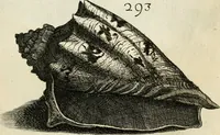 An illustration from Recreatio mentis, et oculi in observatione animalium testaceorum Italico sermone primum proposita ... nunc ... Latine oblata centum additis testaceorum iconibus .. (1684)