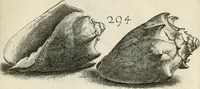 An illustration from Recreatio mentis, et oculi in observatione animalium testaceorum Italico sermone primum proposita ... nunc ... Latine oblata centum additis testaceorum iconibus .. (1684)