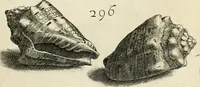 Picture 289 of 366 from Recreatio mentis, et oculi in observatione animalium testaceorum Italico sermone primum proposita ... nunc ... Latine oblata centum additis testaceorum iconibus .. (1684), leaf 511
