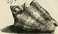 Picture 290 of 366 from Recreatio mentis, et oculi in observatione animalium testaceorum Italico sermone primum proposita ... nunc ... Latine oblata centum additis testaceorum iconibus .. (1684), leaf 513