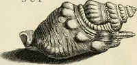 Picture 294 of 366 from Recreatio mentis, et oculi in observatione animalium testaceorum Italico sermone primum proposita ... nunc ... Latine oblata centum additis testaceorum iconibus .. (1684), leaf 515