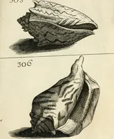 Picture 298 of 366 from Recreatio mentis, et oculi in observatione animalium testaceorum Italico sermone primum proposita ... nunc ... Latine oblata centum additis testaceorum iconibus .. (1684), leaf 519