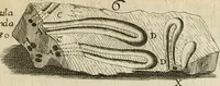 An illustration from Recreatio mentis, et oculi in observatione animalium testaceorum Italico sermone primum proposita ... nunc ... Latine oblata centum additis testaceorum iconibus .. (1684)