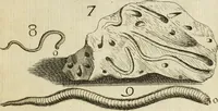 Picture 10 of 366 from Recreatio mentis, et oculi in observatione animalium testaceorum Italico sermone primum proposita ... nunc ... Latine oblata centum additis testaceorum iconibus .. (1684), leaf 52