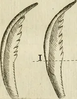 An illustration from Recreatio mentis, et oculi in observatione animalium testaceorum Italico sermone primum proposita ... nunc ... Latine oblata centum additis testaceorum iconibus .. (1684)