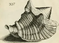 Picture 299 of 366 from Recreatio mentis, et oculi in observatione animalium testaceorum Italico sermone primum proposita ... nunc ... Latine oblata centum additis testaceorum iconibus .. (1684), leaf 521