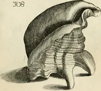 Picture 300 of 366 from Recreatio mentis, et oculi in observatione animalium testaceorum Italico sermone primum proposita ... nunc ... Latine oblata centum additis testaceorum iconibus .. (1684), leaf 521