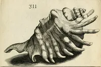 An illustration from Recreatio mentis, et oculi in observatione animalium testaceorum Italico sermone primum proposita ... nunc ... Latine oblata centum additis testaceorum iconibus .. (1684)