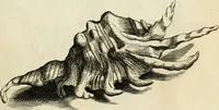 Picture 303 of 366 from Recreatio mentis, et oculi in observatione animalium testaceorum Italico sermone primum proposita ... nunc ... Latine oblata centum additis testaceorum iconibus .. (1684), leaf 525