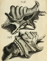 An illustration from Recreatio mentis, et oculi in observatione animalium testaceorum Italico sermone primum proposita ... nunc ... Latine oblata centum additis testaceorum iconibus .. (1684)