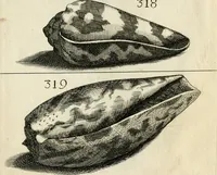 An illustration from Recreatio mentis, et oculi in observatione animalium testaceorum Italico sermone primum proposita ... nunc ... Latine oblata centum additis testaceorum iconibus .. (1684)