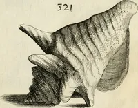 Picture 308 of 366 from Recreatio mentis, et oculi in observatione animalium testaceorum Italico sermone primum proposita ... nunc ... Latine oblata centum additis testaceorum iconibus .. (1684), leaf 531