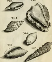 An illustration from Recreatio mentis, et oculi in observatione animalium testaceorum Italico sermone primum proposita ... nunc ... Latine oblata centum additis testaceorum iconibus .. (1684)