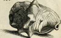 An illustration from Recreatio mentis, et oculi in observatione animalium testaceorum Italico sermone primum proposita ... nunc ... Latine oblata centum additis testaceorum iconibus .. (1684)