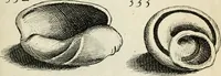 An illustration from Recreatio mentis, et oculi in observatione animalium testaceorum Italico sermone primum proposita ... nunc ... Latine oblata centum additis testaceorum iconibus .. (1684)