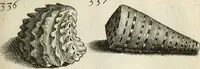 An illustration from Recreatio mentis, et oculi in observatione animalium testaceorum Italico sermone primum proposita ... nunc ... Latine oblata centum additis testaceorum iconibus .. (1684)