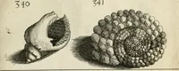 Picture 318 of 366 from Recreatio mentis, et oculi in observatione animalium testaceorum Italico sermone primum proposita ... nunc ... Latine oblata centum additis testaceorum iconibus .. (1684), leaf 541