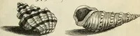 An illustration from Recreatio mentis, et oculi in observatione animalium testaceorum Italico sermone primum proposita ... nunc ... Latine oblata centum additis testaceorum iconibus .. (1684)