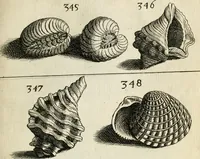 An illustration from Recreatio mentis, et oculi in observatione animalium testaceorum Italico sermone primum proposita ... nunc ... Latine oblata centum additis testaceorum iconibus .. (1684)