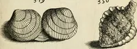 An illustration from Recreatio mentis, et oculi in observatione animalium testaceorum Italico sermone primum proposita ... nunc ... Latine oblata centum additis testaceorum iconibus .. (1684)
