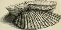 Picture 323 of 366 from Recreatio mentis, et oculi in observatione animalium testaceorum Italico sermone primum proposita ... nunc ... Latine oblata centum additis testaceorum iconibus .. (1684), leaf 545