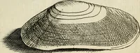 An illustration from Recreatio mentis, et oculi in observatione animalium testaceorum Italico sermone primum proposita ... nunc ... Latine oblata centum additis testaceorum iconibus .. (1684)
