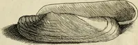 An illustration from Recreatio mentis, et oculi in observatione animalium testaceorum Italico sermone primum proposita ... nunc ... Latine oblata centum additis testaceorum iconibus .. (1684)