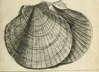 An illustration from Recreatio mentis, et oculi in observatione animalium testaceorum Italico sermone primum proposita ... nunc ... Latine oblata centum additis testaceorum iconibus .. (1684)
