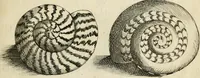 Picture 327 of 366 from Recreatio mentis, et oculi in observatione animalium testaceorum Italico sermone primum proposita ... nunc ... Latine oblata centum additis testaceorum iconibus .. (1684), leaf 547