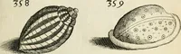 Picture 329 of 366 from Recreatio mentis, et oculi in observatione animalium testaceorum Italico sermone primum proposita ... nunc ... Latine oblata centum additis testaceorum iconibus .. (1684), leaf 549