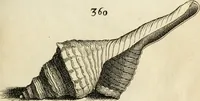 Picture 330 of 366 from Recreatio mentis, et oculi in observatione animalium testaceorum Italico sermone primum proposita ... nunc ... Latine oblata centum additis testaceorum iconibus .. (1684), leaf 549
