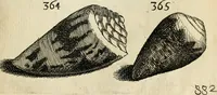 Picture 333 of 366 from Recreatio mentis, et oculi in observatione animalium testaceorum Italico sermone primum proposita ... nunc ... Latine oblata centum additis testaceorum iconibus .. (1684), leaf 551