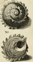 An illustration from Recreatio mentis, et oculi in observatione animalium testaceorum Italico sermone primum proposita ... nunc ... Latine oblata centum additis testaceorum iconibus .. (1684)