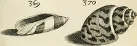 Picture 336 of 366 from Recreatio mentis, et oculi in observatione animalium testaceorum Italico sermone primum proposita ... nunc ... Latine oblata centum additis testaceorum iconibus .. (1684), leaf 555