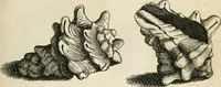 Picture 338 of 366 from Recreatio mentis, et oculi in observatione animalium testaceorum Italico sermone primum proposita ... nunc ... Latine oblata centum additis testaceorum iconibus .. (1684), leaf 557